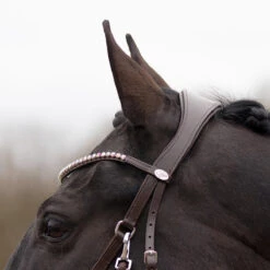 Bitloos Hoofdstel QHP Sunna Donkerbruin -Default Template 3 bitloos hoofdstel qhp sunna donkerbruin 1500x1500 169597