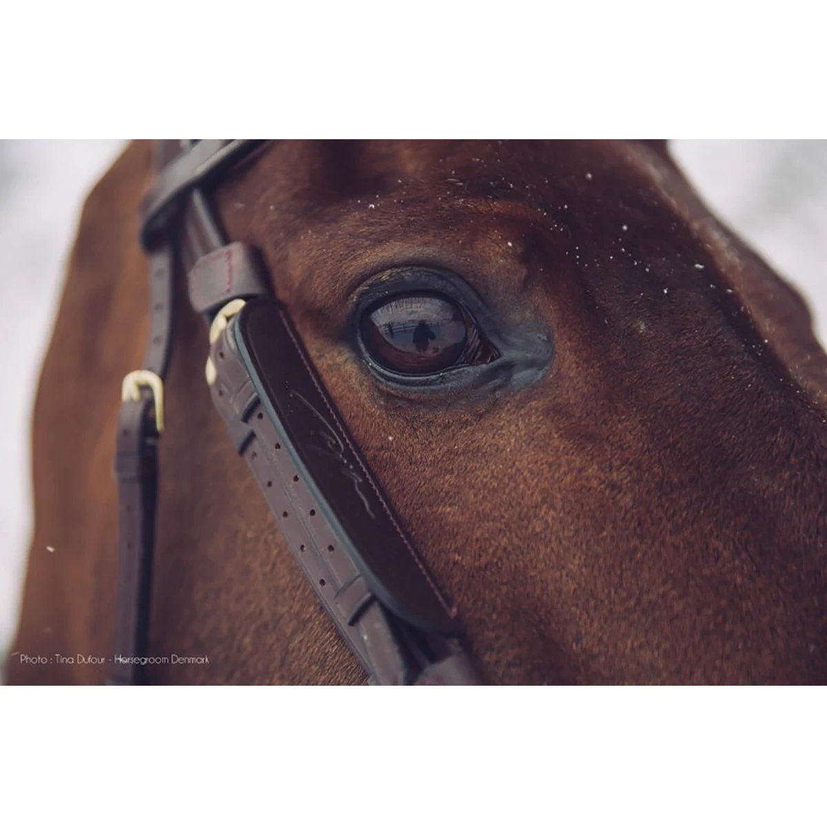 Blinkers Dy'on Zwart 3 Blinkers Dy'on Zwart - Afbeelding 3