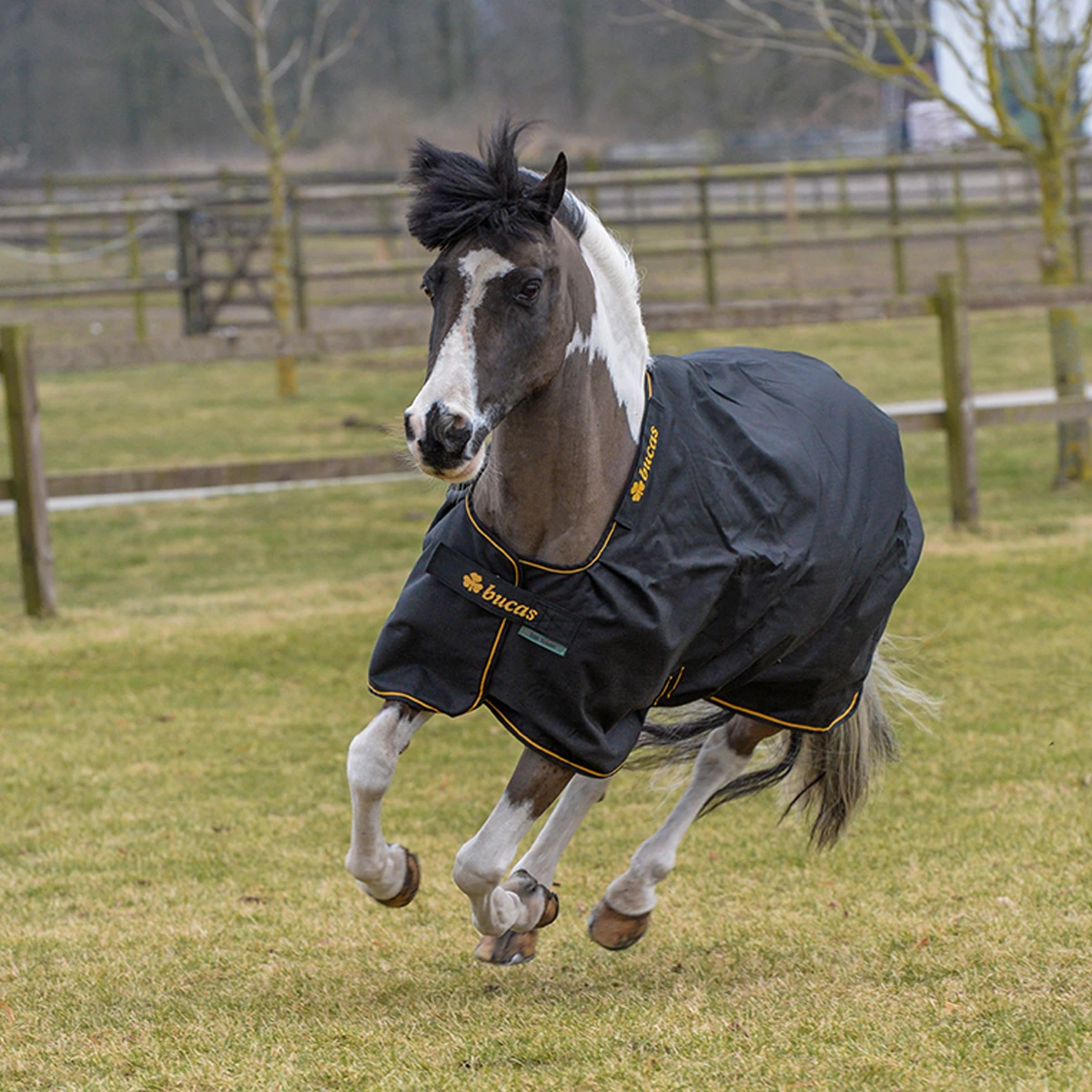 Deken Bucas Irish Turnout Light 50gr Pony Zwart-goud 2 Deken Bucas Irish Turnout Light 50gr Pony Zwart-goud - Afbeelding 2