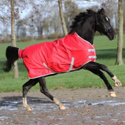 Deken Epplejeck Rindal 300gr Rood 5 Deken Epplejeck Rindal 300gr Rood -Default Template 3 deken epplejeck rindal 300gr rood 1500x1500 108684