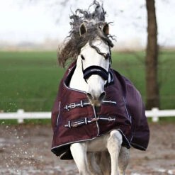 Deken Horsegear Extreme 300gr Paars 12 Deken Horsegear Extreme 300gr Paars -Default Template 3 deken horsegear extreme 300gr paars 1500x1500 125814