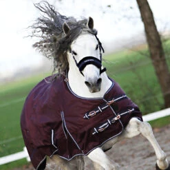 Deken Horsegear Extreme 300gr Paars 13 Deken Horsegear Extreme 300gr Paars -Default Template 3 deken horsegear extreme 300gr paars 1500x1500 125815