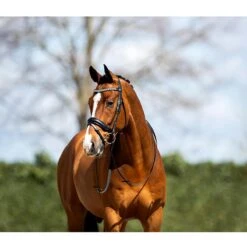 Hoofdstel Anky Comfort Fit Combined Black-black -Default Template 3 hoofdstel anky comfort fit combined black black 1500x1500 173341