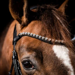 Hoofdstel HB Special Guy Zwart -Default Template 3 hoofdstel hb special guy zwart 1500x1500 146331