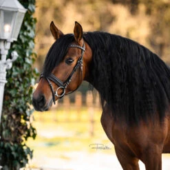 Hoofdstel Horsegear HGLembut Soft Zwart -Default Template 3 hoofdstel horsegear hglembut soft zwart 1500x1500 182247