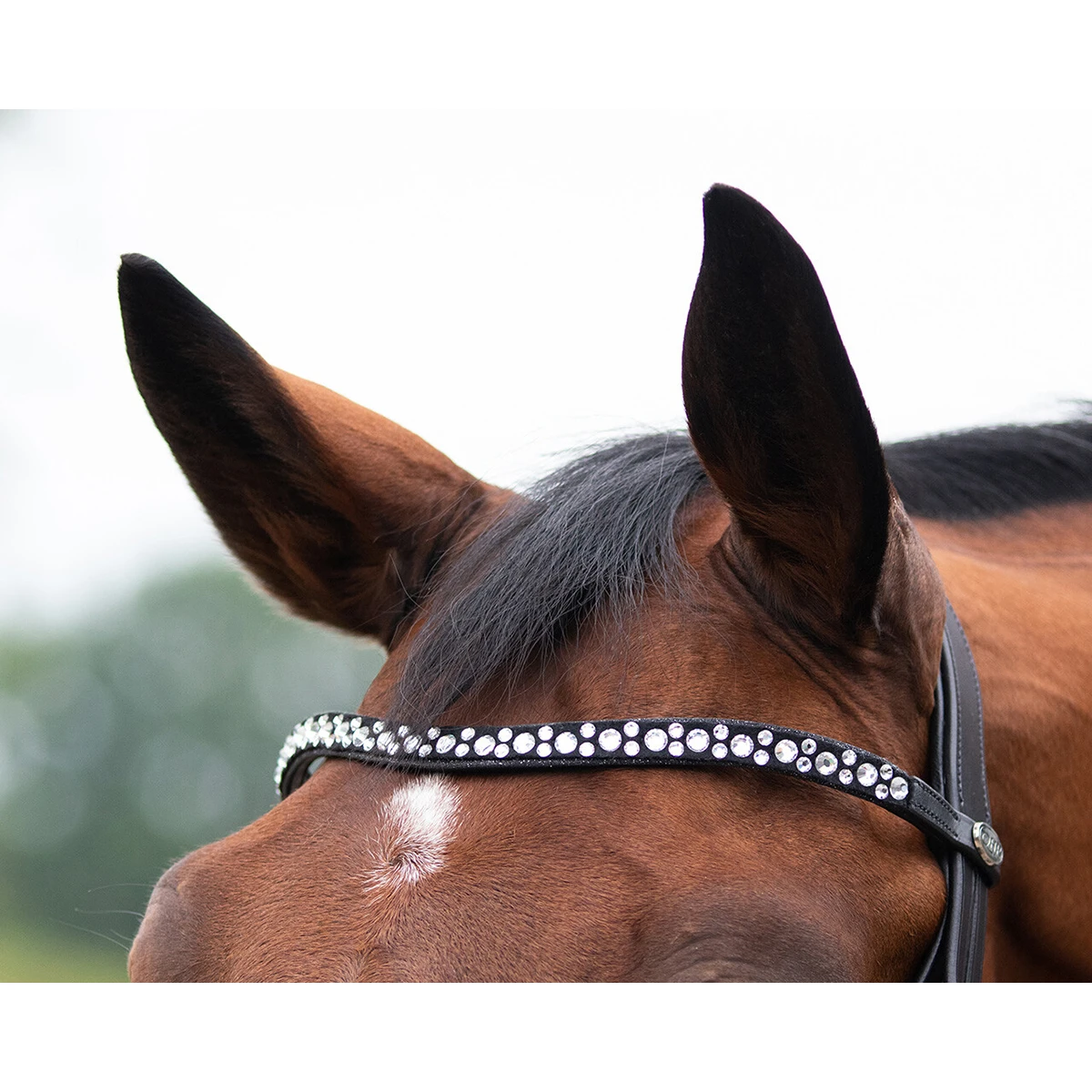 Hoofdstel QHP Orlando Zwart 3 Hoofdstel QHP Orlando Zwart - Afbeelding 3