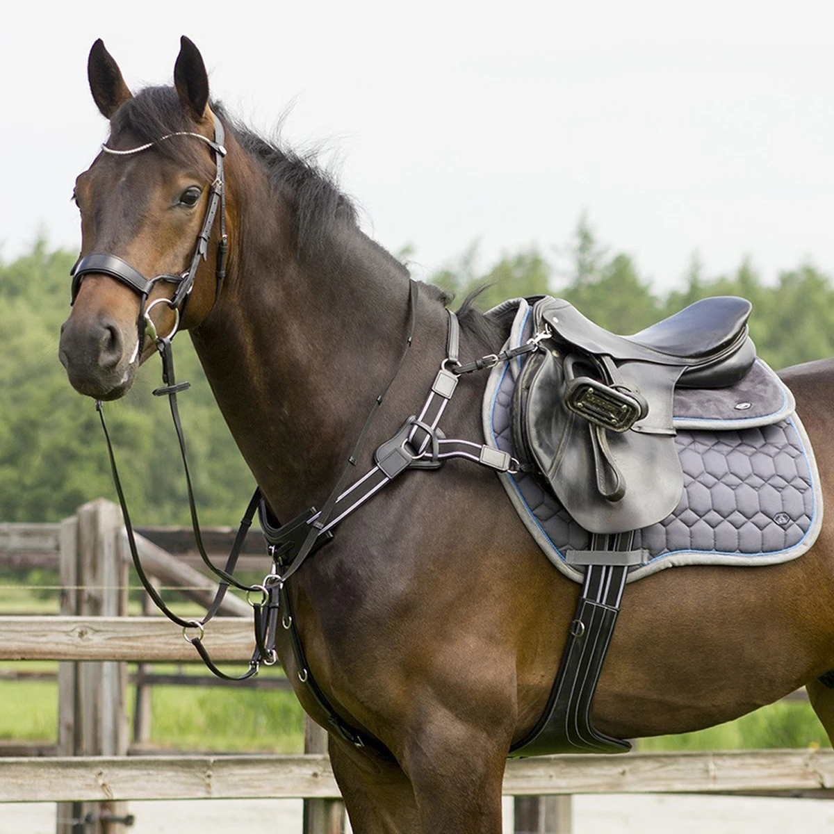 Hoofdstel QHP Sedna Zwart 2 Hoofdstel QHP Sedna Zwart - Afbeelding 2