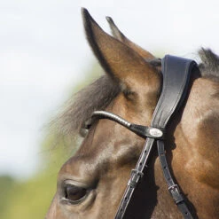 Hoofdstel QHP Sedna Zwart 7 Hoofdstel QHP Sedna Zwart -Default Template 3 hoofdstel qhp sedna zwart 1500x1500 114892