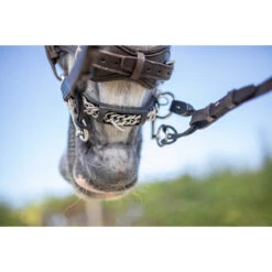 Pelham Riempjes Sprenger Zwart -Default Template 3 pelham riempjes sprenger zwart 1500x1500 103273