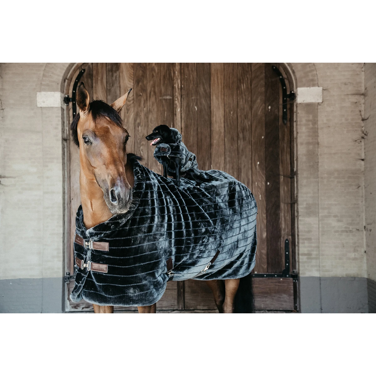 Staldeken Kentucky Fake Fur Donkergrijs 4 Staldeken Kentucky Fake Fur Donkergrijs - Afbeelding 4