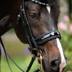 Stang En Trens HB Showtime Special For You Black-blue -Default Template 3 stang en trens hb showtime special for you black blue 1500x1500 181570