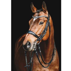 Stang En Trens Schockemöhle Equitus Gamma Zwart -Default Template 3 stang en trens schockemohle equitus gamma zwart 1500x1500 118189