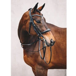 Stang En Trens Schockemöhle Equitus Gamma Zwart -Default Template 3 stang en trens schockemohle equitus gamma zwart 1500x1500 118190